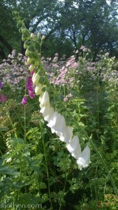 Vit digitalis