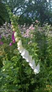 Vit digitalis