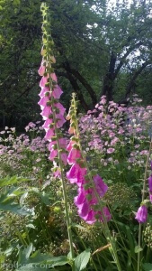 Rosa digitalis